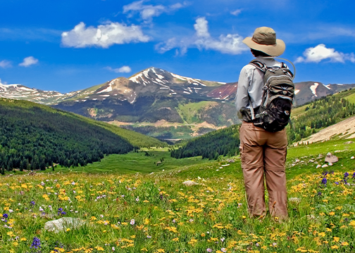 Colorado mountain view wildflower